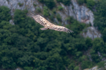 Large Bird Griffon Vulture