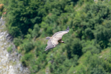 Large Bird Griffon Vulture
