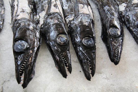 Scabbardfish Images Browse 757 Stock Photos Vectors And Video Adobe Stock Scabbardfish Images Browse 757 Stock Photos Vectors And Video Adobe Stock