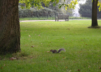 Squirrel sits on the green grass near a tree in Park.