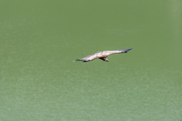 Large Bird Griffon Vulture