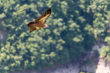 Large Bird Griffon Vulture