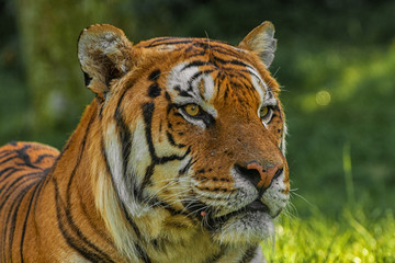 Königstiger