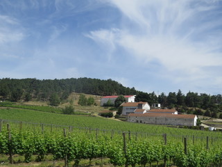 Wineyards in Favaios, Portugal