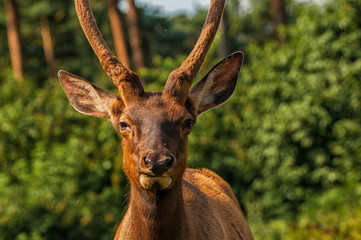 Fototapeta premium Wapiti