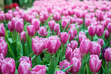 Field of pink tulips