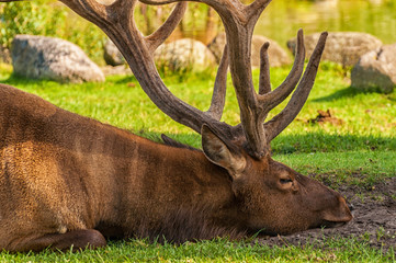 Wapiti