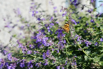 Painted lady moth butterfly feeds on purple catnip flowers 