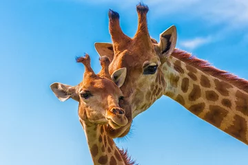 Gordijnen Giraffe © Andreas