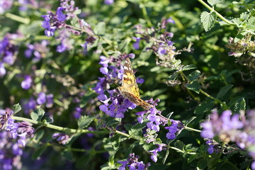 Painted lady moth butterfly feeds on purple catnip flowers 
