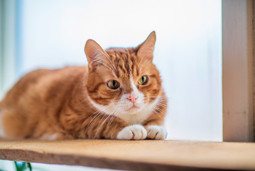 Red cat lies on a wooden windowsill. Photographed close-up.