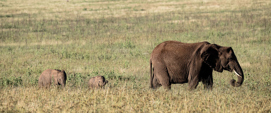 Elephants