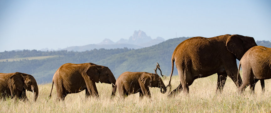 Elephants