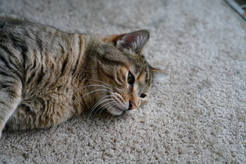 Playful domesticated adult male African Wild Cat plays and protects his mouse cat toy while laying on tan carpet. Fond du Lac, Wisconsin 