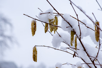 Schnee auf Haselnußblüte