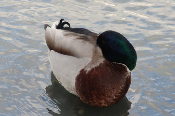 The drake rests afloat with its head under the wing