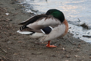 Duck resting on the beach with his head under the wing