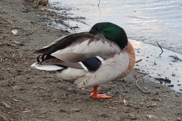 Duck resting on the beach with his head under the wing