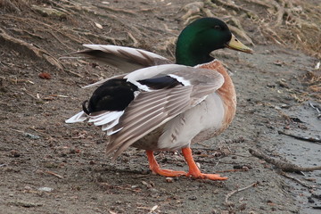 Duck drake spreads its wings on the shore
