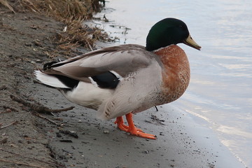 Duck drake stands by the water before swimming