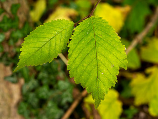 Closeup of two green leaves on an elm tree Ulmus catching the sunlight