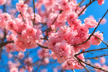 Sakura flowers are blooming against the blue sky, spring sakura. Nature.