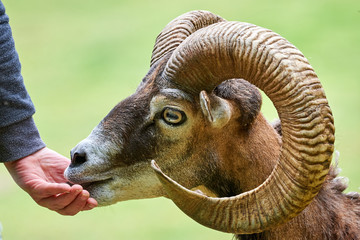 Mouflon Male eating from man's hand (Ovis Orientalis)