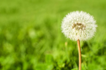 White Dandelion flower in the green garden copy space