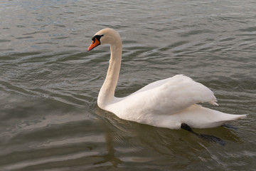 Schwan