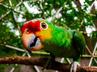 Colorful Bird