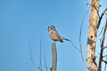 Northern Hawk-Owl in a swamp in Ontario, Canada