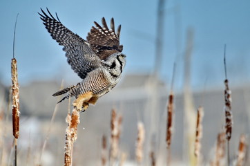 Northern Hawk-Owl in a swamp in Ontario, Canada