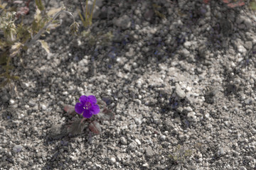 blue purple flower on a background, Canterbury bells wildflower