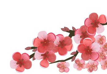 A branch of blooming cherry, plum, apple tree, apricot, peach, pear. Blooming fruit garden tree. Large red and pink flowers. Isolated on a white background.