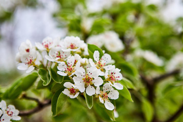 Obraz premium beautiful blooming apple trees orchard in spring garden