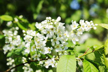 Blossoming trees in spring season