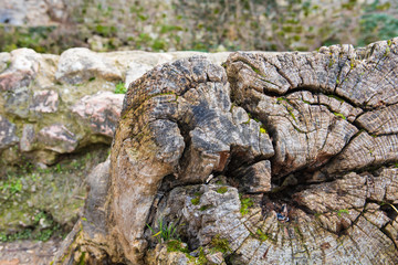 bark of a tree