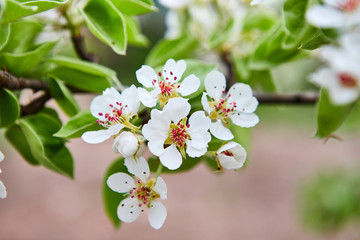 beautiful blooming apple trees orchard in spring garden