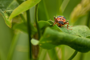 Insect on plant leaf in spring time natural light