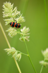 Insect on plant leaf in spring time natural light