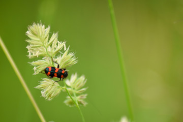 Insect on plant leaf in spring time natural light