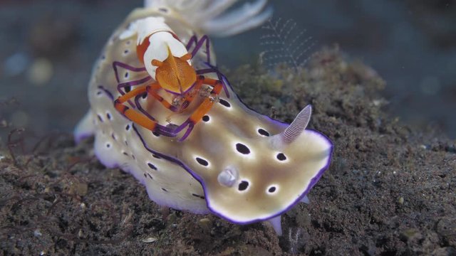 Emperor Shrimp On A Tryon's Risbecia Nudibranch Sea Slug Underwater
