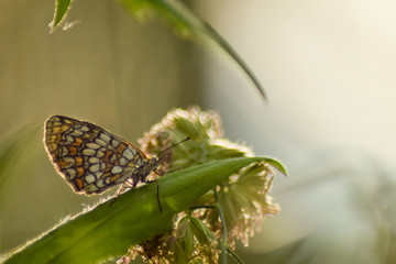 Butterfly on leaf in wildlife