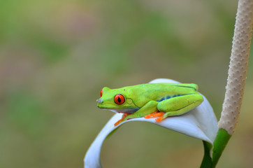 Fototapeta premium Red eyed green tree frog