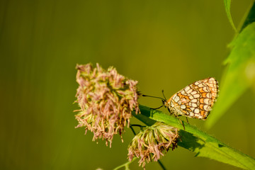 Butterfly on leaf in wildlife