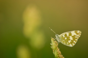 Butterfly on leaf in wildlife
