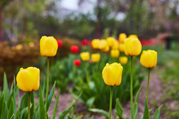 Obraz premium a lot of beautiful tulips growing in the garden on springtime as flowers concept