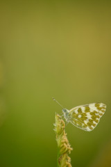 Butterfly on leaf in wildlife