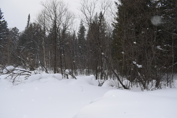 forest in winter