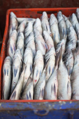 Obraz premium Plastic container with fish, Essaouira, Morocco 